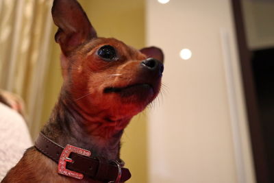 Close-up of a dog looking away