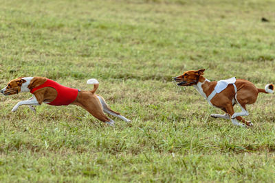 Running two basenji dogs in red and white jackets across the meadow on lure coursing competition