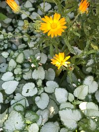 Close-up of yellow flowers blooming outdoors