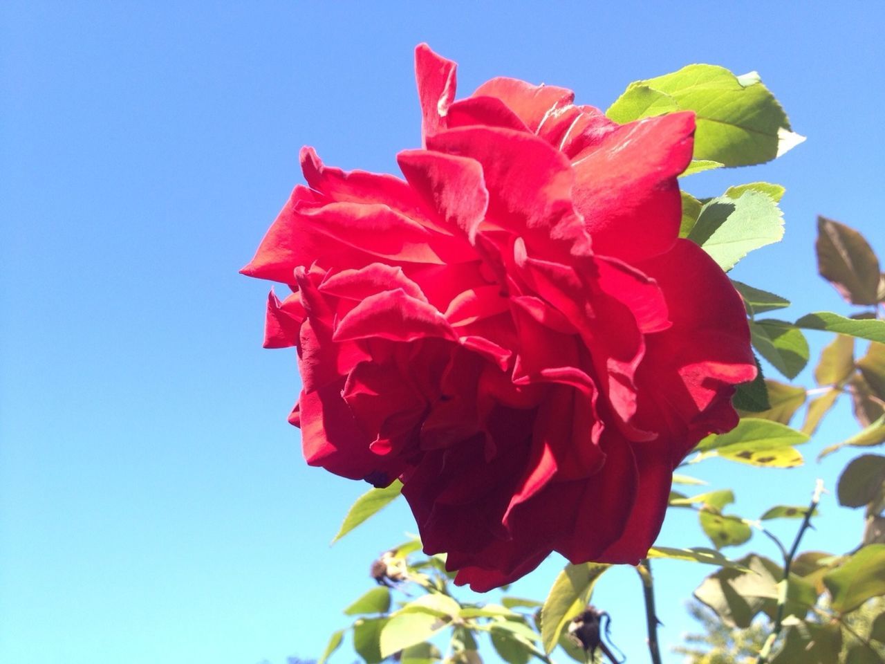 flower, freshness, petal, fragility, clear sky, flower head, growth, low angle view, red, beauty in nature, blooming, nature, close-up, in bloom, blue, plant, blossom, day, leaf, sunlight