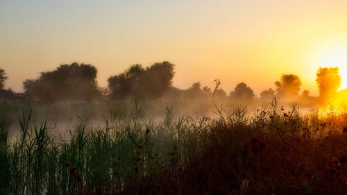 Plants growing on field against sky during sunset