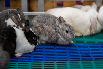 Close-up of two rabbits in cage