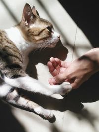 Close-up of hand feeding cat