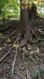 Trees in forest