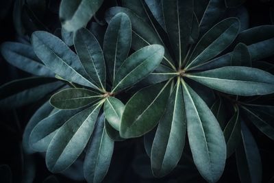 High angle view of plant for green background 