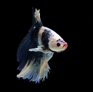 Siamese fighting fish, blue fish, black background betta splendens, betta fish, halfmoon betta.