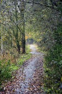 Wet road amidst trees