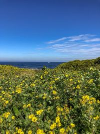 Yellow flowering plants by sea against sky