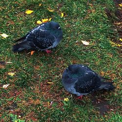 Bird on grassy field