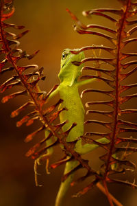 Close-up of a lizard on tree