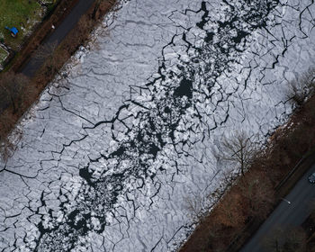 Reflection of tree in puddle