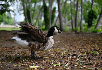 Duck on field