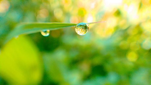 Close-up of raindrops on plant