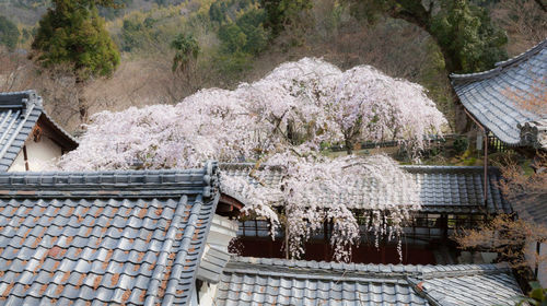 High angle view of trees and building