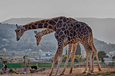 Two giraffes at the attica zoological park.