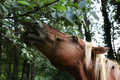Close-up of a horse against tree