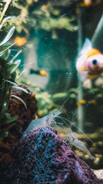 Close-up of fish swimming in aquarium