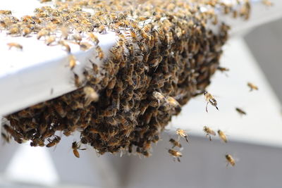Close-up of honeybees