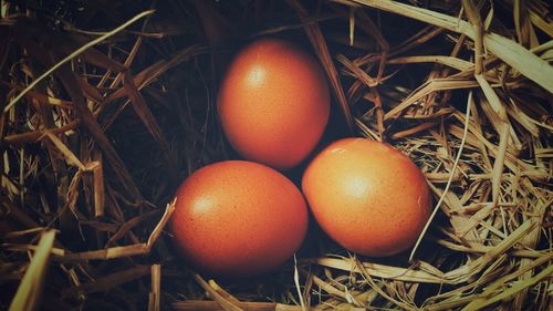 High angle view of eggs in nest