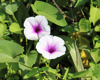Close-up of purple flowering plant