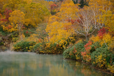 Trees by lake during autumn