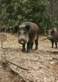 Close-up of pig