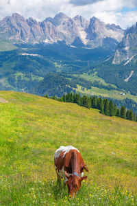 View of a horse on field