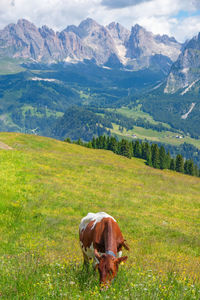 Cow grazing on alps meadow in the dolomites