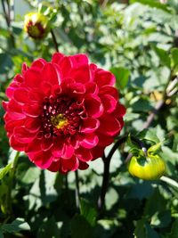 Close-up of red flower blooming outdoors