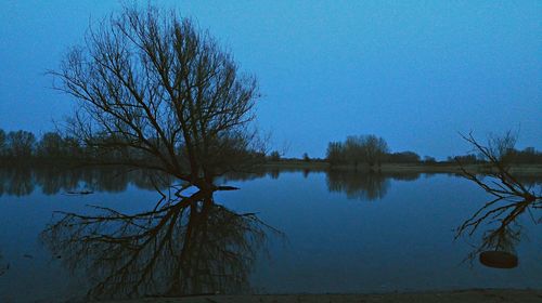 Reflection of trees in calm lake