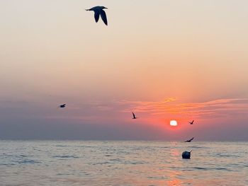 Silhouette bird flying over sea against sky during sunset
