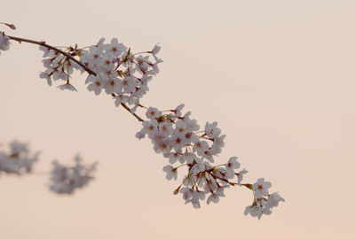 Close-up of cherry blossoms in spring