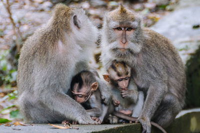 Monkeys sitting outdoors