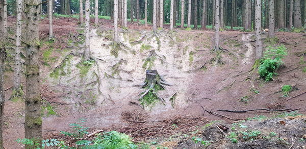 Plants and trees in forest