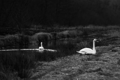 Swan in calm lake