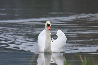 Swan swimming in a lake