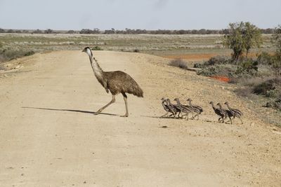 Birds on landscape