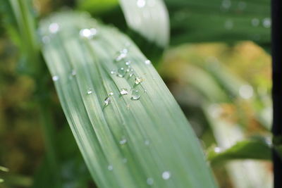 Close-up of raindrops on leaves