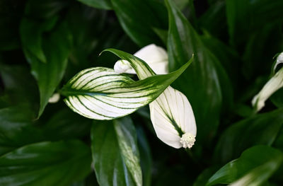 Close-up of white flowering plant