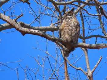 Low angle view of bird perching on bare tree against blue sky