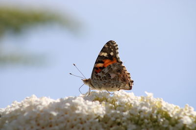 The nectar syphon