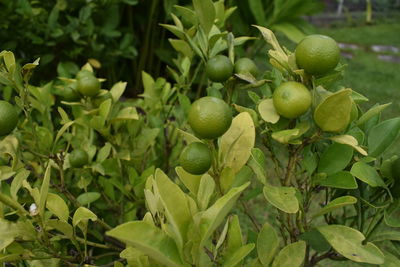 Close-up of fruits growing on tree