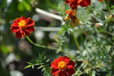 Close-up of red flower against clear sky