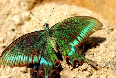 Close-up of butterfly on leaf