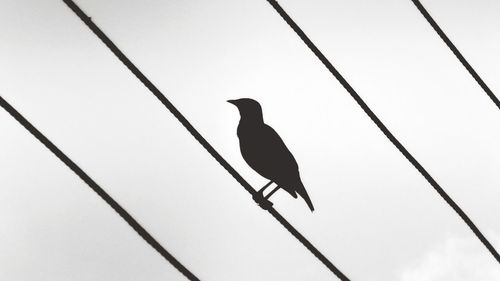 Low angle view of bird perching on cable against sky