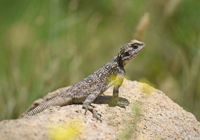 Close-up of lizard on rock