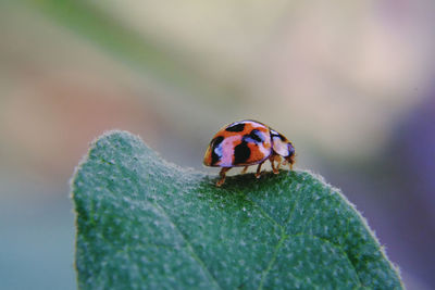 Close-up of ladybug on leaf