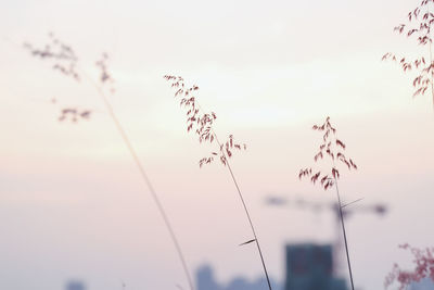 Low angle view of plant against sky