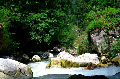 Stream flowing through rocks in forest