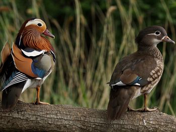 Close-up of birds perching on wood